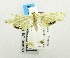  (Eoophyla capensis - USNM ENT 00195721)  @13 [ ] Unspecified (default): All Rights Reserved  Unspecified Unspecified