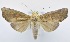  (Rusicada albitibia - USNM ENT 00206884)  @15 [ ] Unspecified (default): All Rights Reserved  Unspecified Unspecified