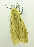 (Popoudina pamphilia - USNM ENT 00676348)  @12 [ ] Unspecified (default): All Rights Reserved  Unspecified Unspecified