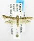  (Phthoropoea sp. ABV1745 - USNM ENT 00676450)  @13 [ ] Unspecified (default): All Rights Reserved  Unspecified Unspecified