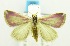  (Eublemma roseocincta - USNM ENT 00676947)  @13 [ ] Unspecified (default): All Rights Reserved  Unspecified Unspecified
