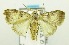  (NolidaeGEN sp. AAL8449 - USNM ENT 00700092)  @13 [ ] Unspecified (default): All Rights Reserved  Unspecified Unspecified
