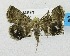 (Eublemma bolina - USNM ENT 00718744)  @13 [ ] Unspecified (default): All Rights Reserved  Unspecified Unspecified