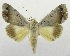  (Ophiusa dianaris - USNM ENT 00718751)  @14 [ ] Unspecified (default): All Rights Reserved  Unspecified Unspecified