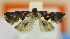  (Dracontogena solii - USNM ENT 00718965)  @12 [ ] Unspecified (default): All Rights Reserved  Unspecified Unspecified