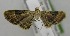  (Eupithecia nr. festiva - USNM ENT 00719243)  @13 [ ] Unspecified (default): All Rights Reserved  Unspecified Unspecified