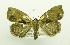  (Acripia leprosa - USNM ENT 00719551)  @13 [ ] Unspecified (default): All Rights Reserved  Unspecified Unspecified