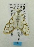  (Cirrhochrista convoluta - USNM ENT 00719747)  @12 [ ] Unspecified (default): All Rights Reserved  Unspecified Unspecified
