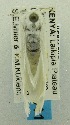  ( - USNM ENT 00719765)  @12 [ ] Unspecified (default): All Rights Reserved  Unspecified Unspecified