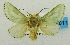  (Coenobasis sp - USNM ENT 00719773)  @13 [ ] Unspecified (default): All Rights Reserved  Unspecified Unspecified