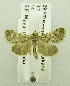  (Tegostoma sp. ABA4625 - USNM ENT 00719814)  @12 [ ] Unspecified (default): All Rights Reserved  Unspecified Unspecified