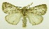  (Laelia eutricha - USNM ENT 00719884)  @11 [ ] Unspecified (default): All Rights Reserved  Unspecified Unspecified