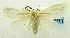  (Laelia haematica - USNM ENT 00719888)  @11 [ ] Unspecified (default): All Rights Reserved  Unspecified Unspecified