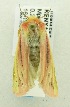  ( - USNM ENT 00719889)  @11 [ ] Unspecified (default): All Rights Reserved  Unspecified Unspecified