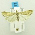  ( - USNM ENT 00719943)  @12 [ ] Unspecified (default): All Rights Reserved  Unspecified Unspecified