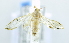  (Cirrhochrista sp. ACK8195 - USNM ENT 00720711)  @12 [ ] Unspecified (default): All Rights Reserved  Unspecified Unspecified