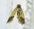  ( - USNM ENT 00721595)  @13 [ ] Unspecified (default): All Rights Reserved  Unspecified Unspecified