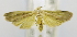  (Tirathaba ruptilinea - USNM ENT 00721885)  @14 [ ] Unspecified (default): All Rights Reserved  Unspecified Unspecified
