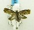  (Hilarographa sp. AAG0338 - USNM ENT 00724646)  @13 [ ] Unspecified (default): All Rights Reserved  Unspecified Unspecified