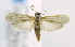  (Mussidia sp. AAG0445 - USNM ENT 00724970)  @13 [ ] Unspecified (default): All Rights Reserved  Unspecified Unspecified