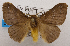  (Cotana nr. pallidipascia - USNM ENT 00726405)  @14 [ ] Unspecified (default): All Rights Reserved  Unspecified Unspecified