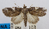 ( - USNM ENT 00732402a)  @11 [ ] Unspecified (default): All Rights Reserved  Unspecified Unspecified