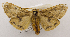  (Spilosoma sp. ACM9052 - USNM ENT 00736935)  @14 [ ] Unspecified (default): All Rights Reserved  Unspecified Unspecified