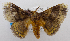  (Cotana nr. aroa - USNM ENT 00737875)  @14 [ ] Unspecified (default): All Rights Reserved  Unspecified Unspecified