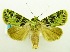  (Pachythrix smaragdistis - USNM ENT 00798868)  @11 [ ] Unspecified (default): All Rights Reserved  Unspecified Unspecified