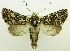  ( - USNM ENT 00798871)  @11 [ ] Unspecified (default): All Rights Reserved  Unspecified Unspecified
