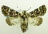  (Karana moneta - USNM ENT 00798872)  @11 [ ] Unspecified (default): All Rights Reserved  Unspecified Unspecified