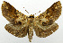  (Ophyx pseudoptera - USNM ENT 00800376a)  @15 [ ] Unspecified (default): All Rights Reserved  Unspecified Unspecified