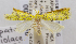  (Spatalistis violacea - USNM ENT 00800716)  @13 [ ] Unspecified (default): All Rights Reserved  Unspecified Unspecified