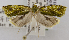  (Spatalistis nr. perculta - USNM ENT 00800717)  @11 [ ] Unspecified (default): All Rights Reserved  Unspecified Unspecified