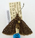  (Dahlia melanica - USNM ENT 00800819)  @14 [ ] Unspecified (default): All Rights Reserved  Unspecified Unspecified