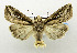  (Leucania leucosphenia - USNM ENT 00800830)  @15 [ ] Unspecified (default): All Rights Reserved  Unspecified Unspecified