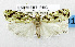  (Agriophara sp - USNM ENT 00800848)  @14 [ ] Unspecified (default): All Rights Reserved  Unspecified Unspecified