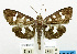  (Herpetogramma desmioides - USNM ENT 00800979)  @13 [ ] Unspecified (default): All Rights Reserved  Unspecified Unspecified