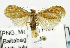  (Lambula agraphia - USNM ENT 00800991)  @14 [ ] Unspecified (default): All Rights Reserved  Unspecified Unspecified