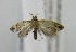  (Acrolepiopsis nr. japonica - USNM ENT 00808181)  @13 [ ] Unspecified (default): All Rights Reserved  Unspecified Unspecified