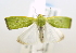  ( - USNM ENT 00808699)  @12 [ ] Unspecified (default): All Rights Reserved  Unspecified Unspecified