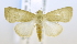  ( - USNM ENT 00808700)  @12 [ ] Unspecified (default): All Rights Reserved  Unspecified Unspecified
