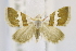  (Eublemma nr. odontophora - USNM ENT 00808705)  @12 [ ] Unspecified (default): All Rights Reserved  Unspecified Unspecified