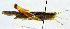  (Gesonula - USNM ENT 00933568)  @13 [ ] Unspecified (default): All Rights Reserved  Unspecified Unspecified