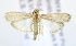  ( - USNM ENT 00980074)  @12 [ ] Unspecified (default): All Rights Reserved  Unspecified Unspecified