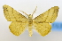  (Xenimpia trizonata - USNM ENT 00980138)  @14 [ ] Unspecified (default): All Rights Reserved  Unspecified Unspecified