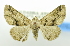 ( - USNM ENT 00980145)  @11 [ ] Unspecified (default): All Rights Reserved  Unspecified Unspecified