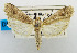 ( - USNM ENT 00980473a)  @11 [ ] Unspecified (default): All Rights Reserved  Unspecified Unspecified