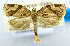  ( - USNM ENT 00980801)  @11 [ ] Unspecified (default): All Rights Reserved  Unspecified Unspecified