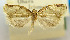  (Adoxophyes dubia - USNM ENT 00980802)  @11 [ ] Unspecified (default): All Rights Reserved  Unspecified Unspecified